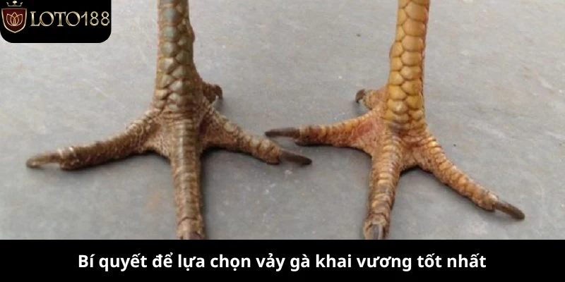 Bí quyết để lựa chọn vảy gà khai vương tốt nhất