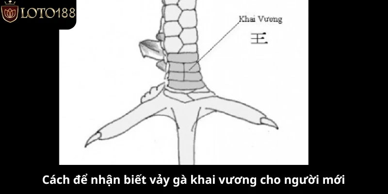 Cách để nhận biết vảy gà khai vương cho người mới