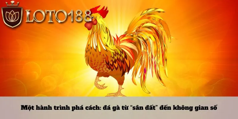 Một hành trình phá cách: đá gà từ “sân đất” đến không gian số