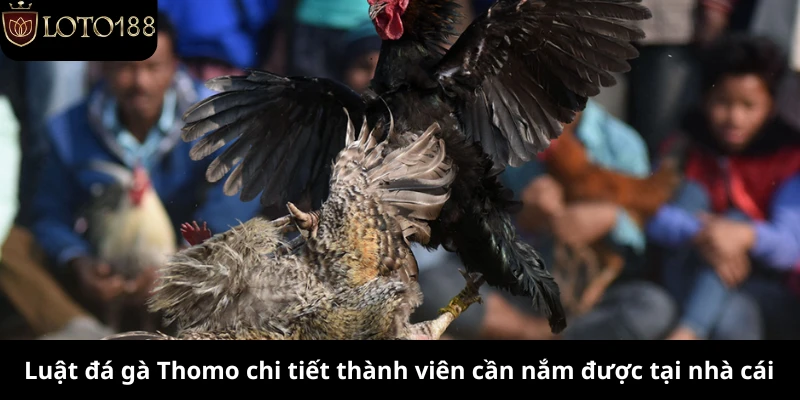 Luật đá gà Thomo chi tiết thành viên cần nắm được tại nhà cái