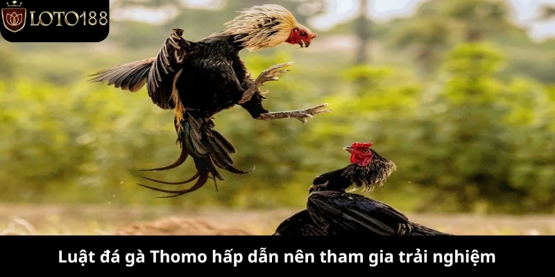 Luật đá gà Thomo hấp dẫn nên tham gia trải nghiệm