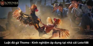 luật đá gà Thomo
