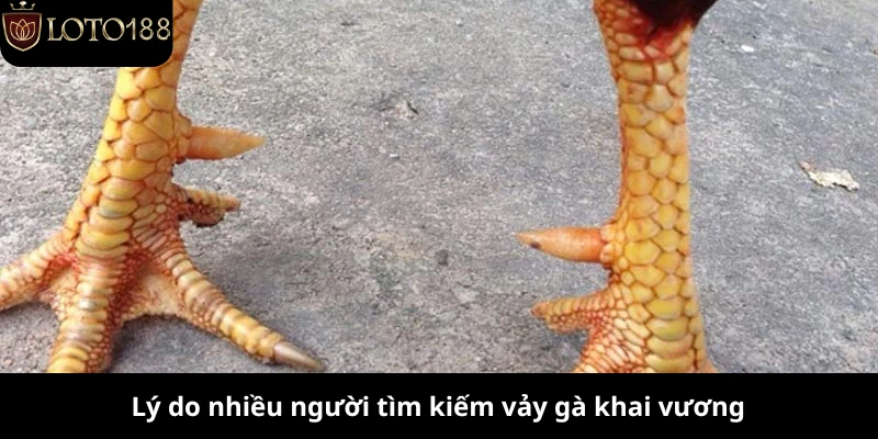 Lý do nhiều người tìm kiếm vảy gà khai vương