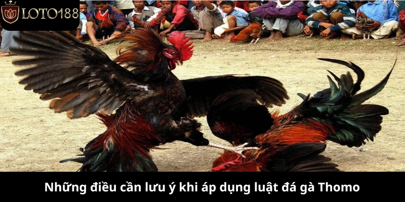 Những điều cần lưu ý khi áp dụng luật đá gà Thomo